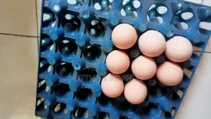 Brahma Fertile Eggs Available
