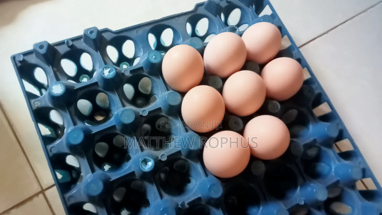 Brahma Fertile Eggs Available