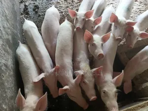 Piglets For Sale