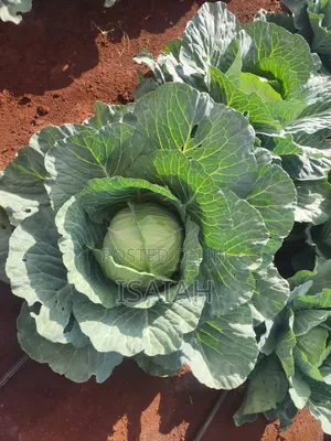 Sale of Cabbage