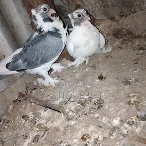 Short Beaks Birds