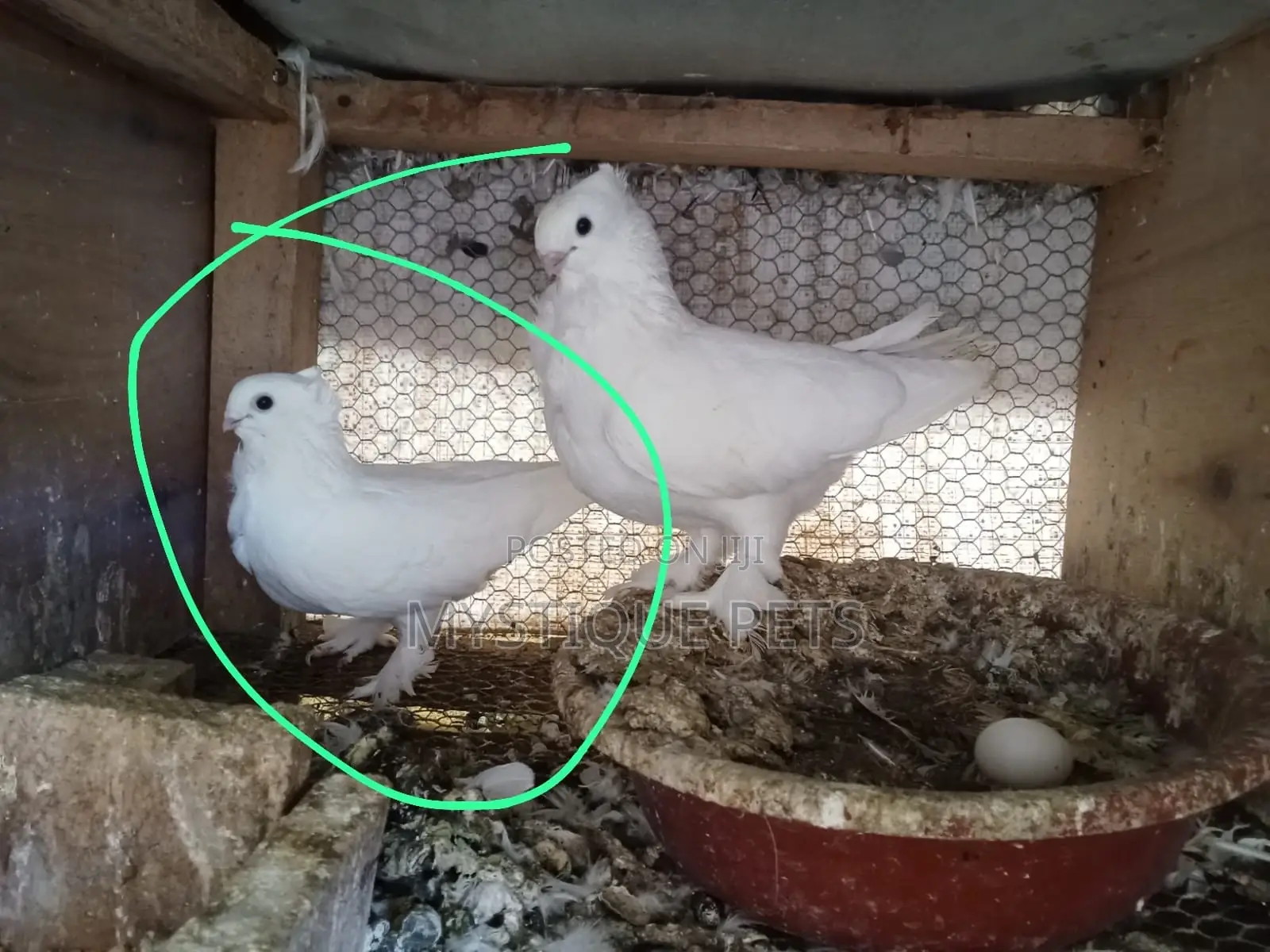 Short Beak ,Pigeons