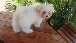 1-3 months Female Purebred Havanese