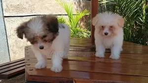 1-3 months Male Purebred Havanese
