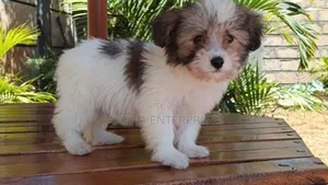 1-3 months Female Purebred Havanese