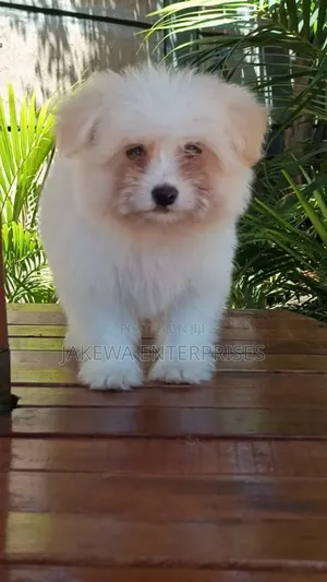 1-3 months Female Purebred Havanese
