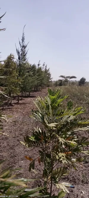 2 Acres Best for Subdivision for Sale in Kiserian