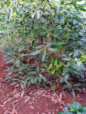 Komothai Kiambu Prime 3/4 Acres With Mature Avocado