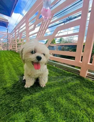 Pet Friendly Fake Grass Decorative Artificial Turf Grass Carpets