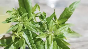 Lemon Verbena Seedling.