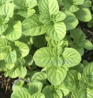 Japanese Mint Seedling.