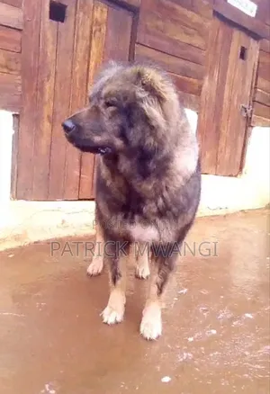 1+ year Female Purebred Caucasian Shepherd
