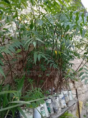 Neem Plant