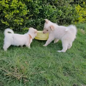 1-3 months Male Purebred Japanese Spitz