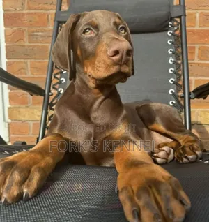 1-3 months Female Purebred Doberman Pinscher