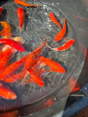 Koi, Goldfish Wholesale Price