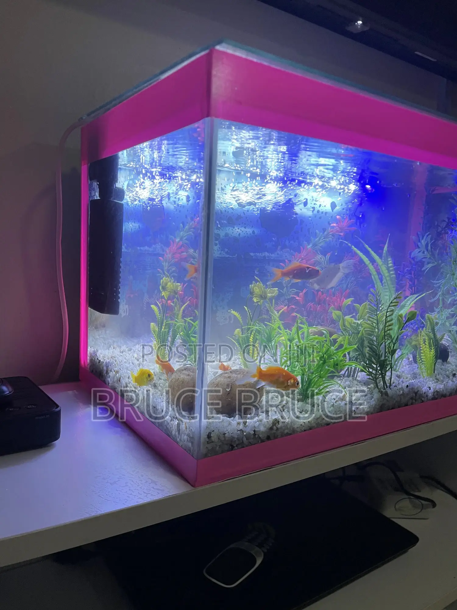 Fish Tank.