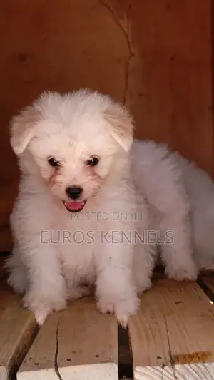 1-3 months Male Purebred Havanese