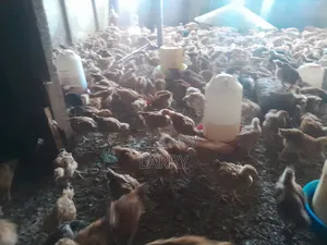 F1 Kenbro Chicken