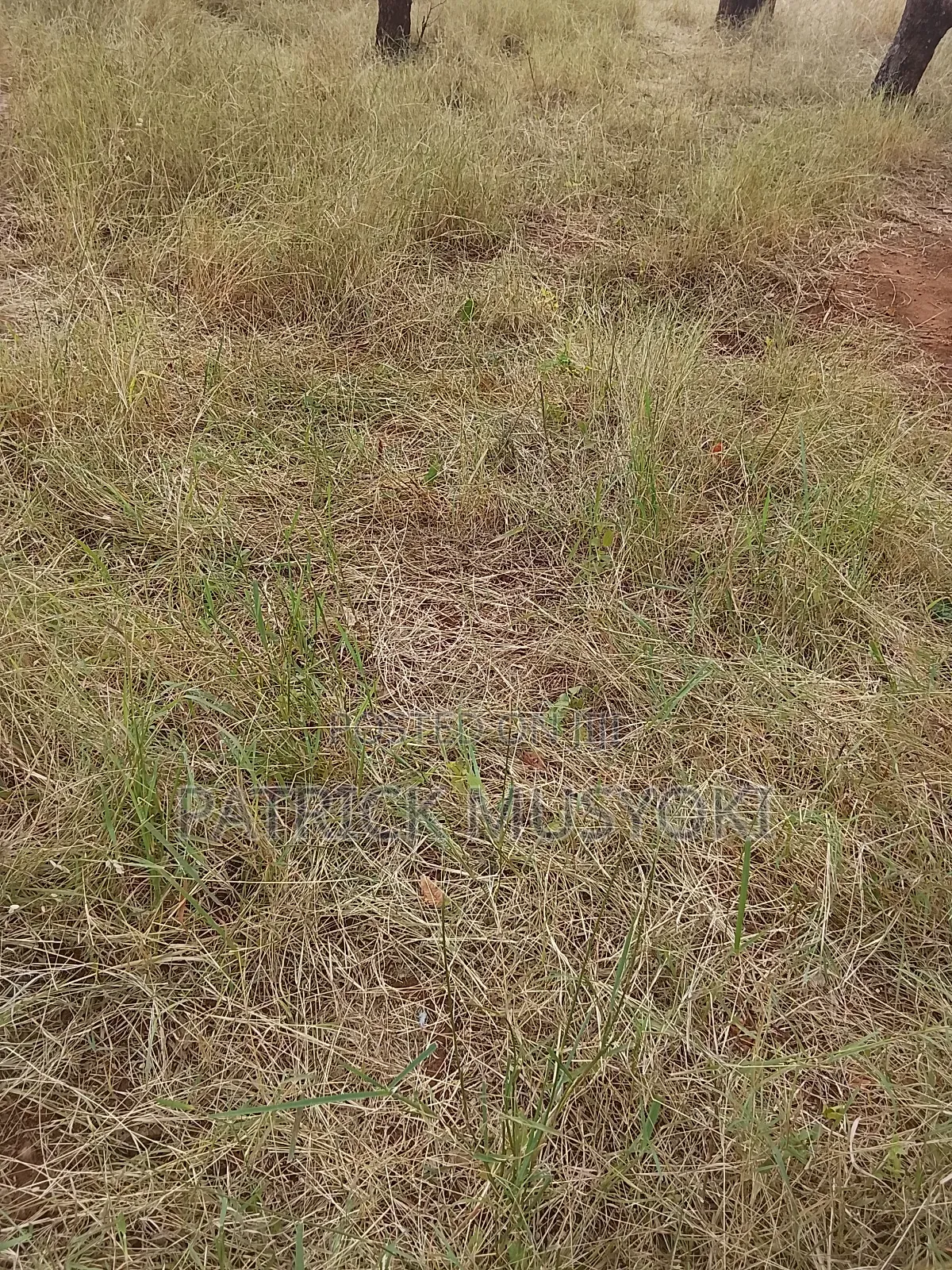 Masii Shamba