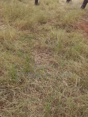 Masii Shamba