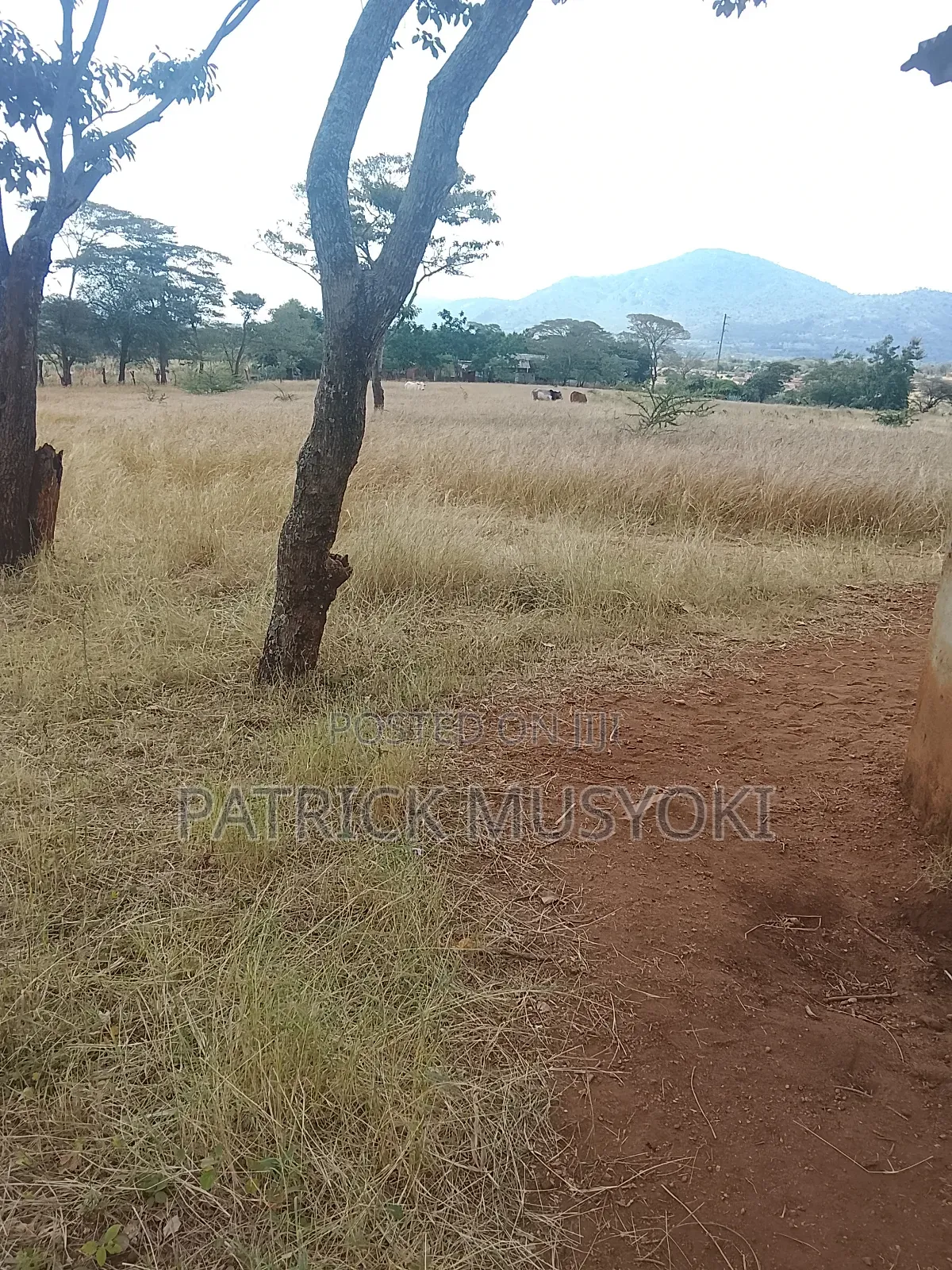 Masii Shamba