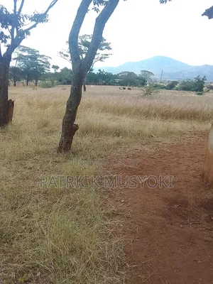 Masii Shamba