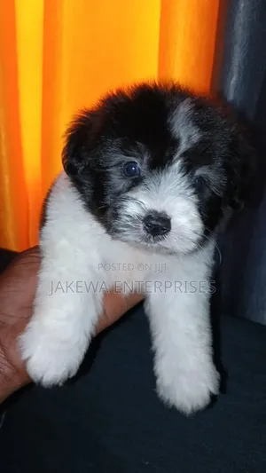 1-3 months Female Purebred Havanese