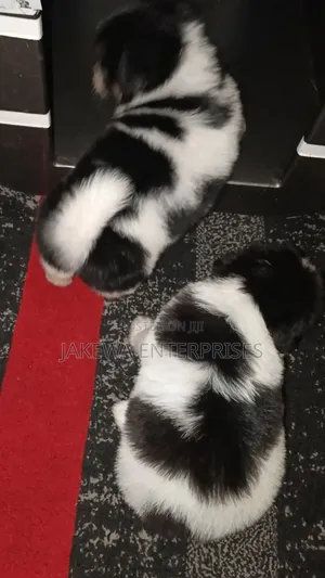 1-3 months Male Purebred Havanese