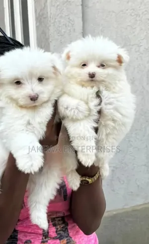 1-3 months Female Purebred Havanese