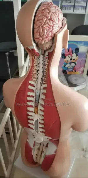 Spine Training Model/Spine Manikin