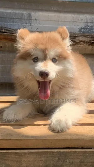 1-3 months Male Purebred Siberian Husky