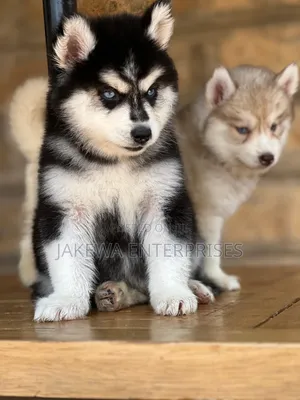 1-3 months Male Purebred Siberian Husky