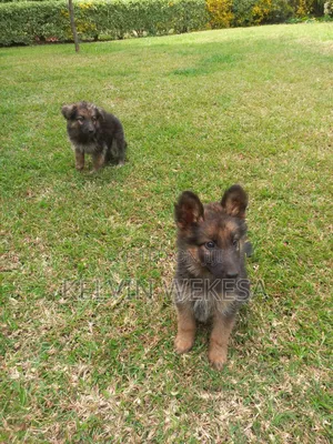 1-3 months Female Purebred German Shepherd
