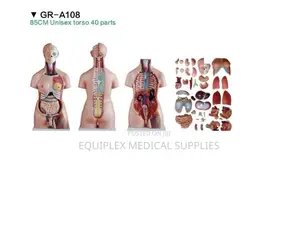 Anatomical Model Torso Manikin (40 Parts)