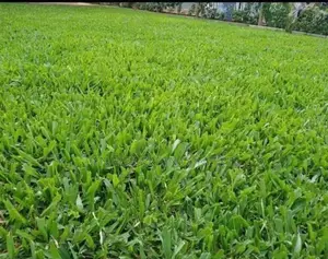 Pemba Grass in Wholesale