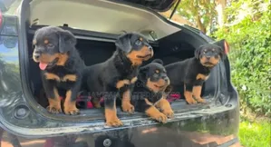 1-3 months Male Purebred Rottweiler