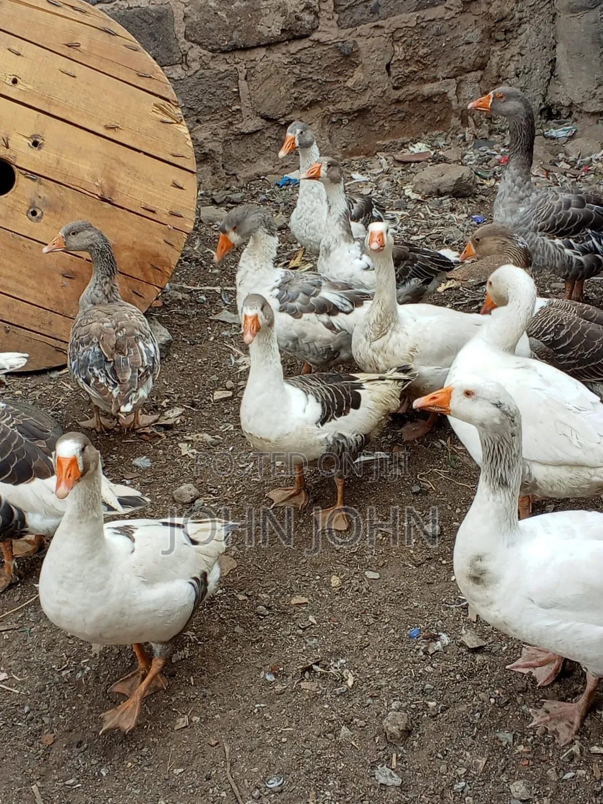 Geese Geese