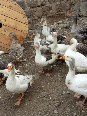 Geese Geese