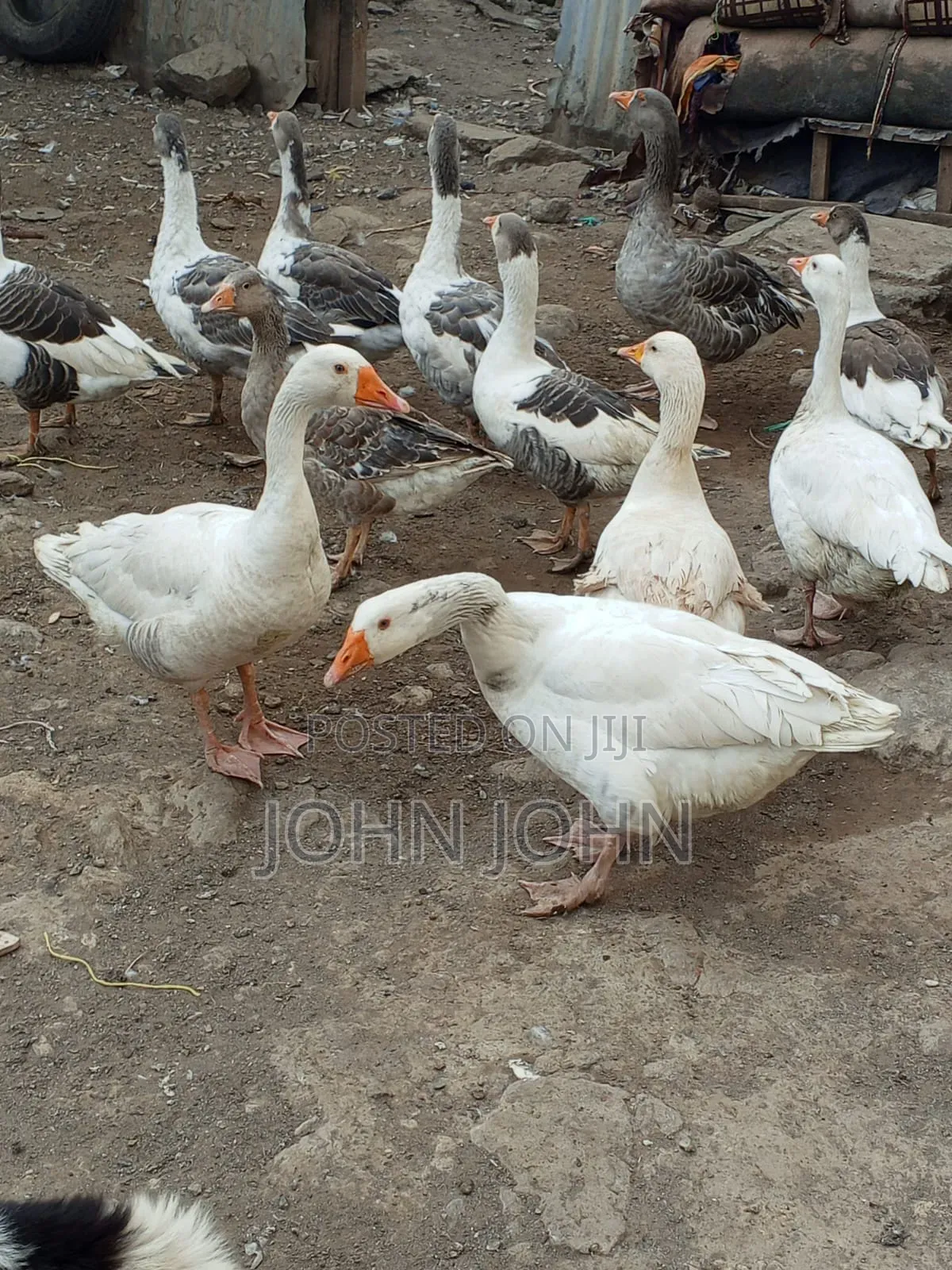 Geese Geese