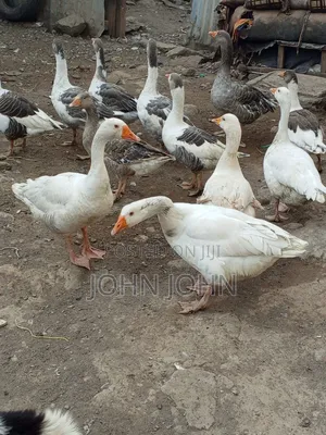 Geese Geese