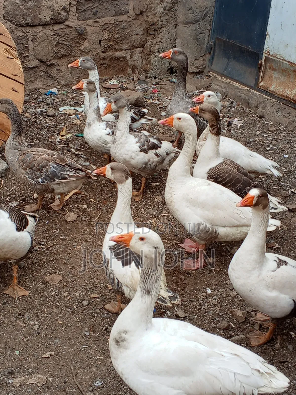Geese Geese