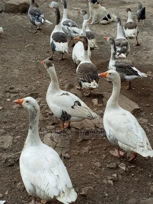 Geese Geese