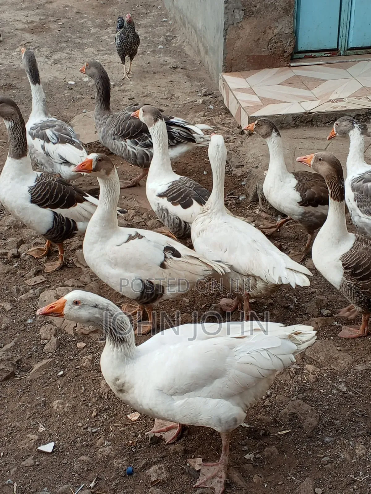 Geese Geese