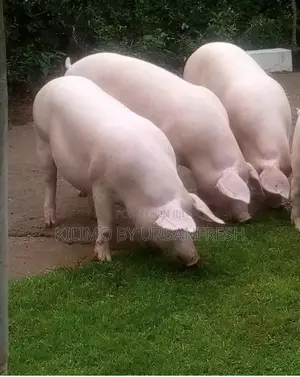 Max Gro Pig Boar 20 - 22 Weeks