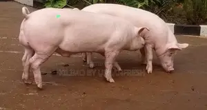 F1 Breeding Boars 100 - 110 KGS
