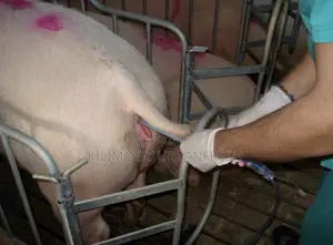 Duroc / Maxgro Artificial Insemination Semen Straw ( 2 )