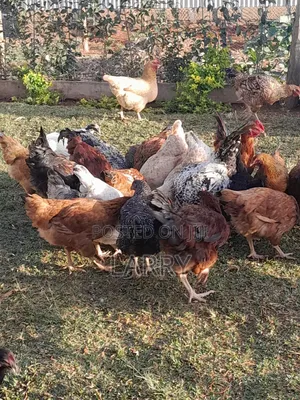 Kienyeji Chicken