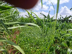 Kiahuria Tora Off Bob Harris Road Prime 1/4 Acre