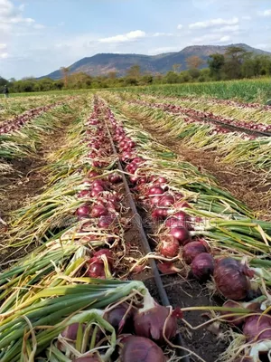 Drip Irrigation System